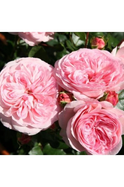 Floribunda Rose Maria Teresa